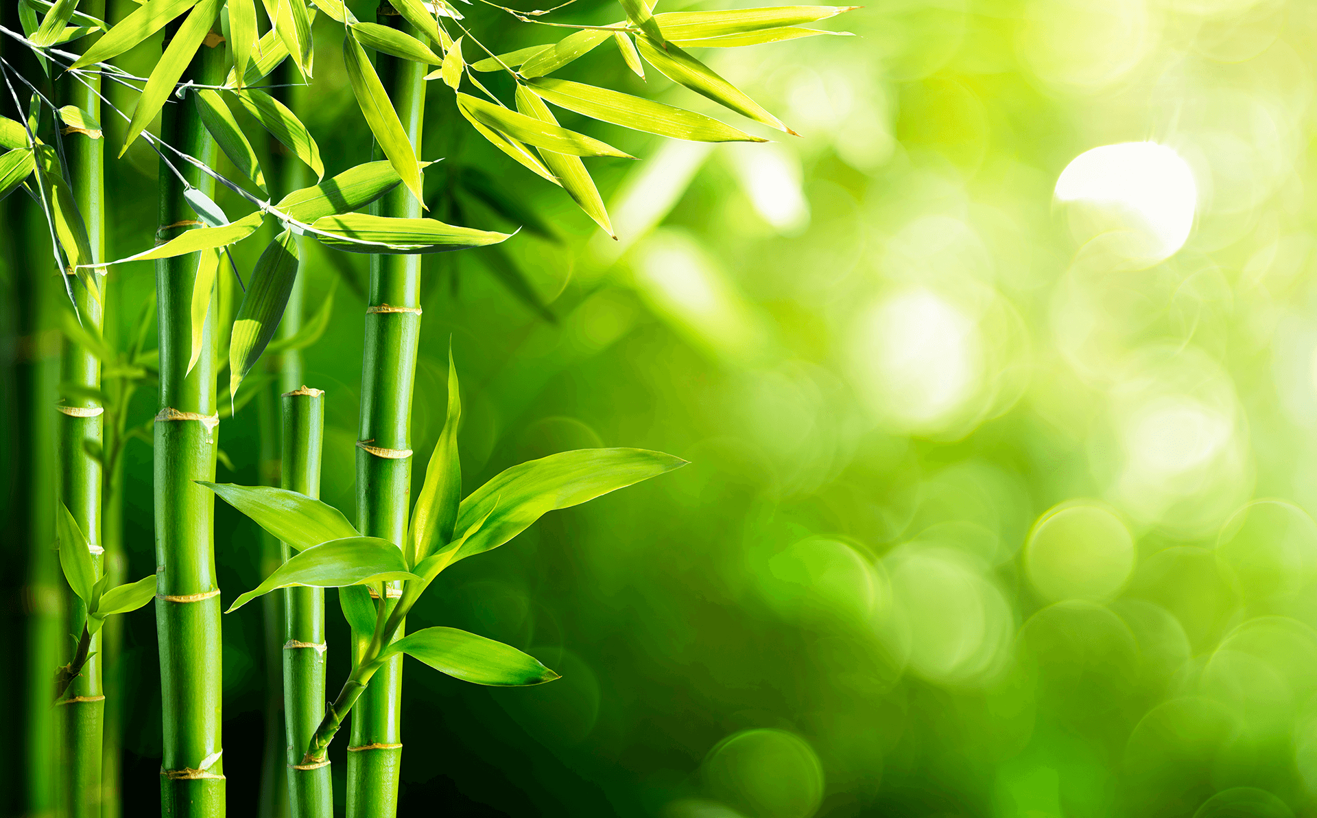 Bamboo background